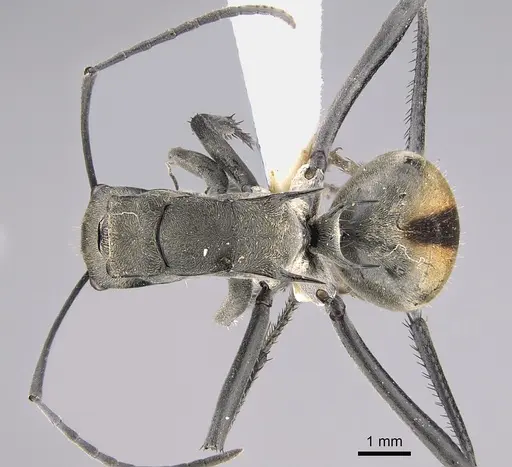 Polyrhachis callima specimen