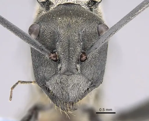 Polyrhachis callima specimen