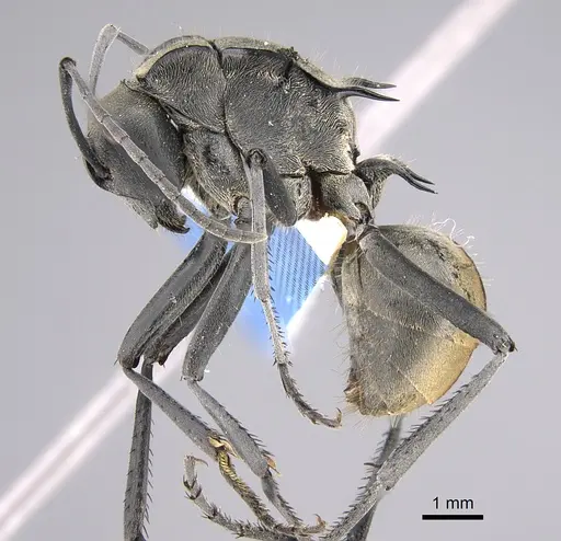 Polyrhachis callima specimen