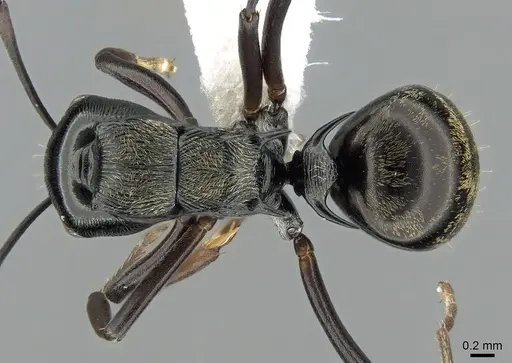 Polyrhachis calliope specimen