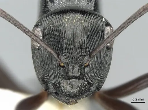 Polyrhachis calliope specimen