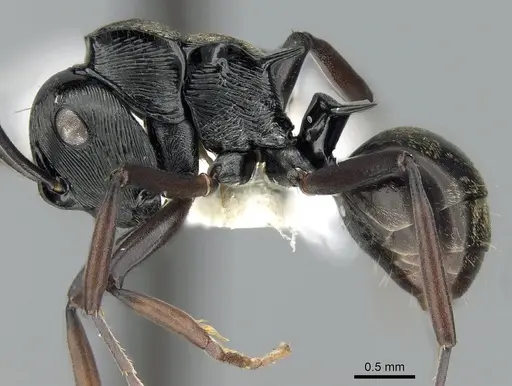 Polyrhachis calliope specimen