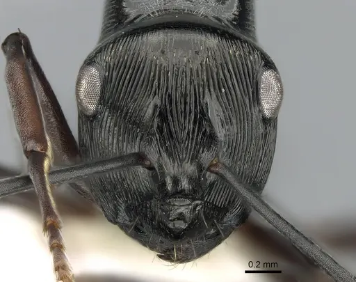 Polyrhachis calliope - CASENT0281369