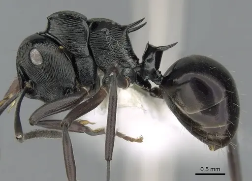 Polyrhachis calliope - CASENT0281369