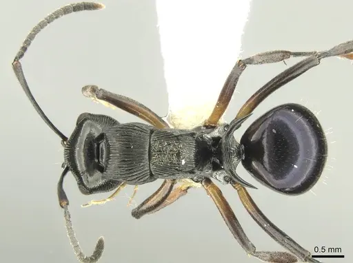 Polyrhachis calliope - CASENT0906734