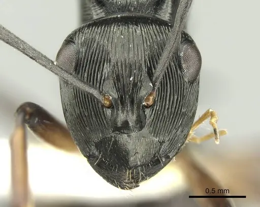 Polyrhachis calliope - CASENT0906734