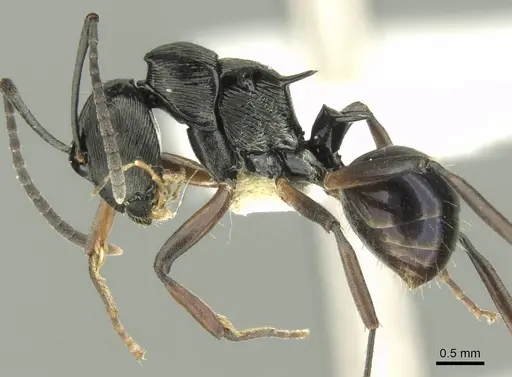 Polyrhachis calliope - CASENT0906734