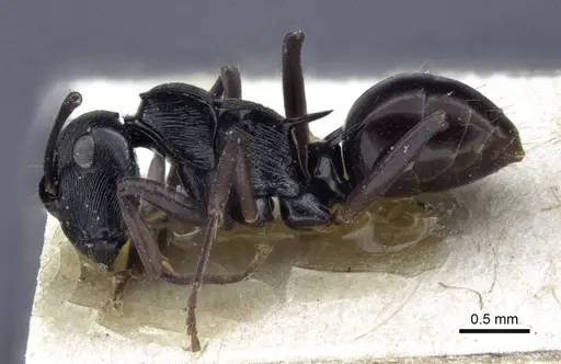 Polyrhachis calliope - CASENT0916635