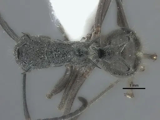 Polyrhachis calypso specimen
