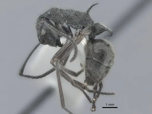 Polyrhachis calypso specimen