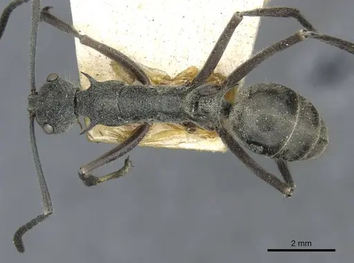 Polyrhachis calypso - CASENT0910856