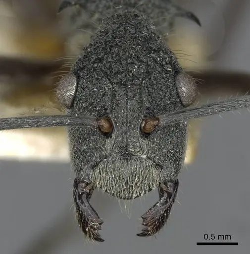 Polyrhachis calypso - CASENT0910856