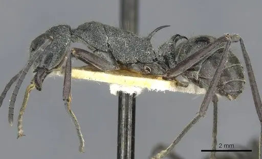 Polyrhachis calypso - CASENT0910856