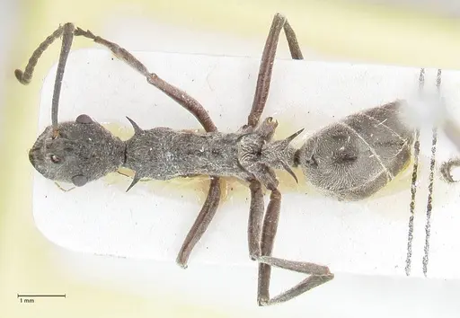 Polyrhachis calypso - FOCOL2661