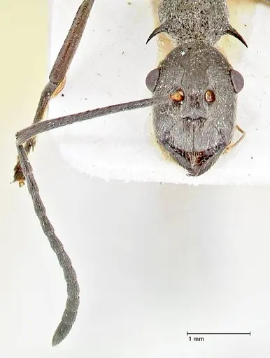 Polyrhachis calypso - FOCOL2661