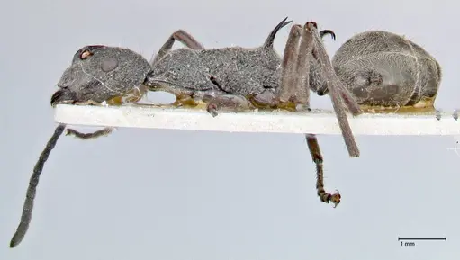 Polyrhachis calypso - FOCOL2661