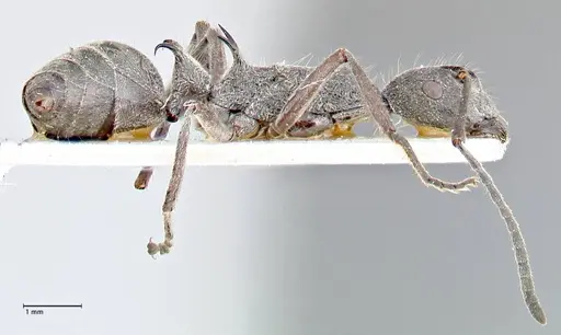 Polyrhachis calypso - FOCOL2661
