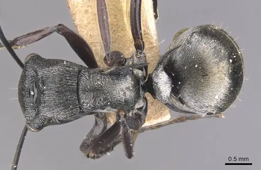 Polyrhachis campbelli specimen