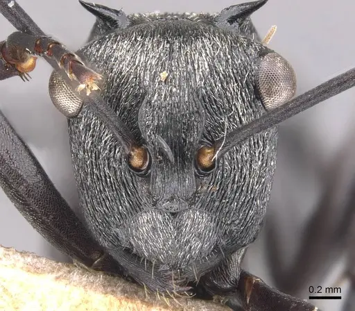 Polyrhachis campbelli specimen