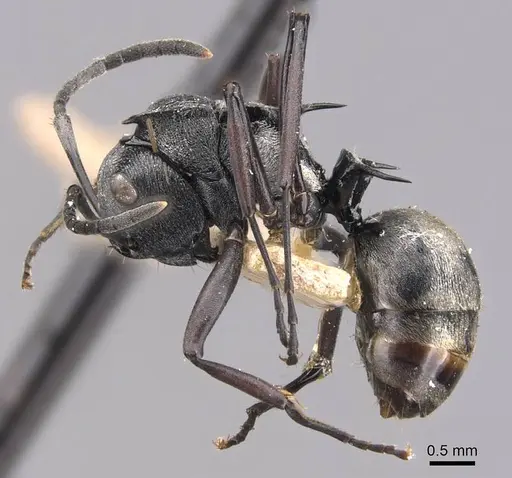 Polyrhachis campbelli specimen