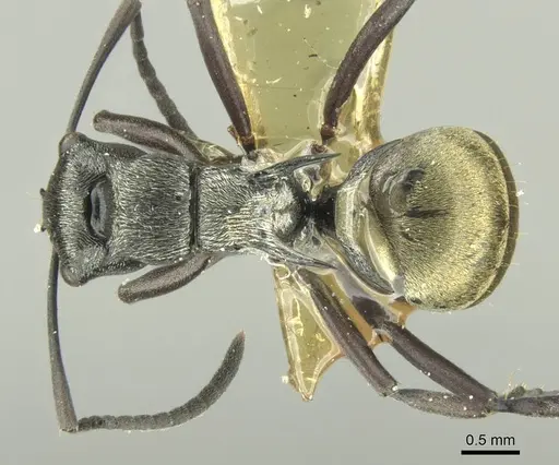 Polyrhachis campbelli - CASENT0906733