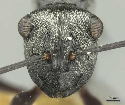 Polyrhachis campbelli - CASENT0906733