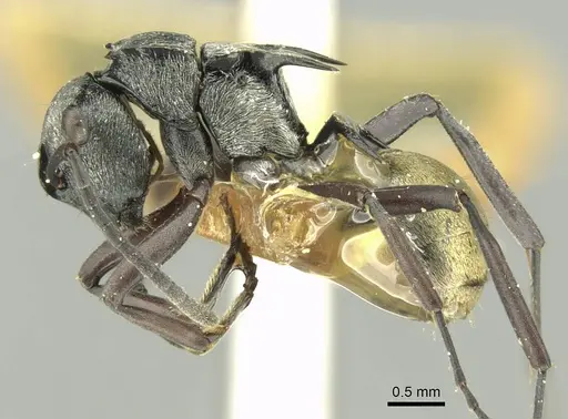 Polyrhachis campbelli - CASENT0906733