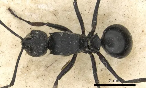 Polyrhachis carbonaria specimen