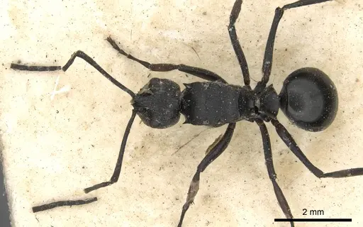 Polyrhachis carbonaria specimen