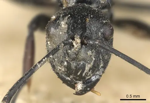Polyrhachis carbonaria specimen