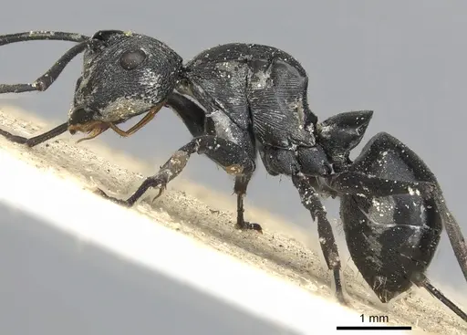 Polyrhachis carbonaria - CASENT0901848