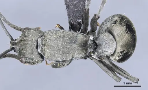 Polyrhachis carbonaria - CASENT0905614