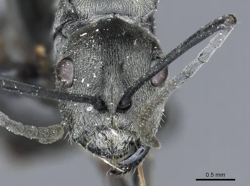 Polyrhachis carbonaria - CASENT0905614