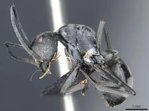Polyrhachis carbonaria - CASENT0905614