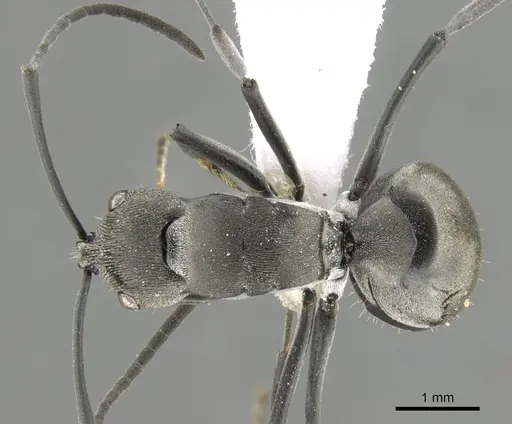 Polyrhachis carbonaria - CASENT0906793