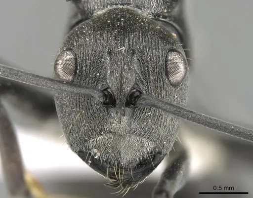 Polyrhachis carbonaria - CASENT0906793