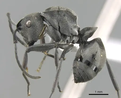 Polyrhachis carbonaria - CASENT0906793