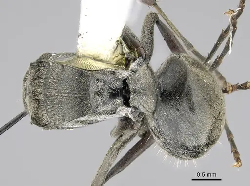 Polyrhachis carbonaria - CASENT0919849