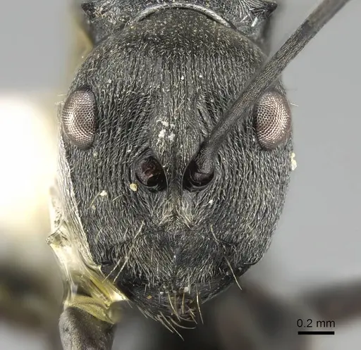 Polyrhachis carbonaria - CASENT0919849