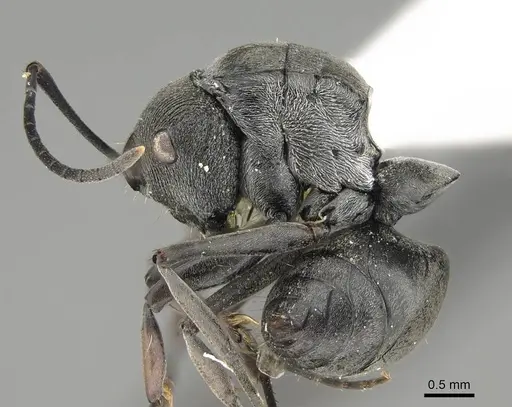 Polyrhachis carbonaria - CASENT0919849