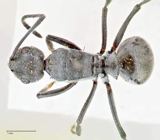 Polyrhachis carbonaria - FOCOL2617