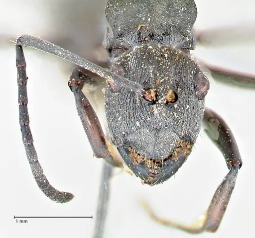 Polyrhachis carbonaria - FOCOL2617