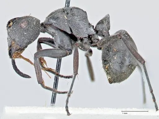 Polyrhachis carbonaria - FOCOL2617