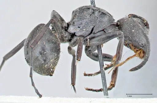 Polyrhachis carbonaria - FOCOL2617