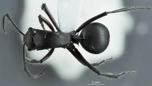 Polyrhachis carinata specimen