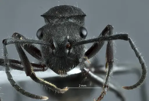 Polyrhachis carinata specimen