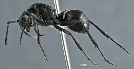 Polyrhachis carinata specimen