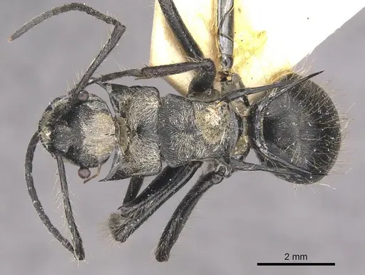 Polyrhachis caulomma specimen