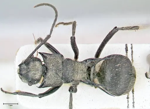 Polyrhachis caulomma - FOCOL2609