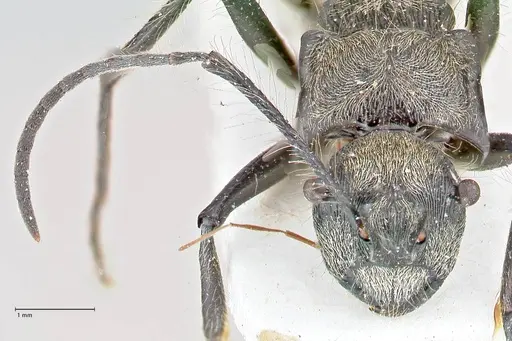 Polyrhachis caulomma - FOCOL2609